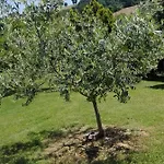 Fattoria Di Rigone
