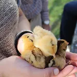 Farm stay Fattoria Di Rigone *