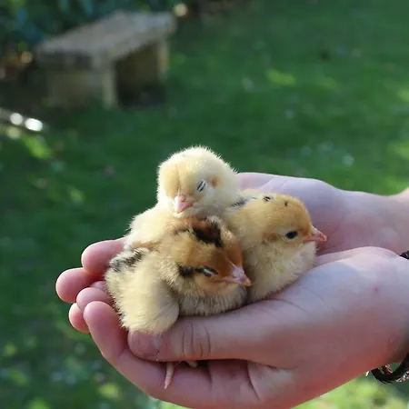 Fattoria Di Rigone * Coltavolino