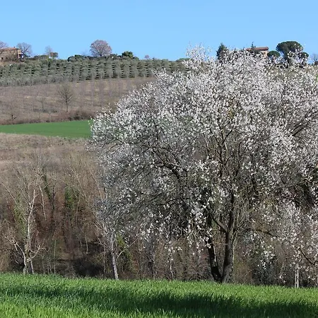 Fattoria Di Rigone