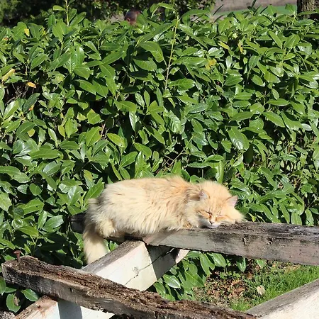 Fattoria Di Rigone Alojamento de Turismo Rural