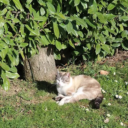 Fattoria Di Rigone Alojamento de Turismo Rural Coltavolino