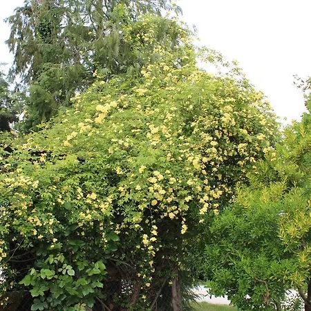 Fattoria Di Rigone Alojamento de Turismo Rural *