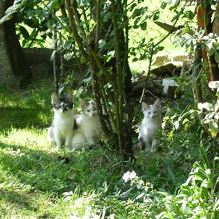 Fattoria Di Rigone Alloggio per agriturismo Coltavolino