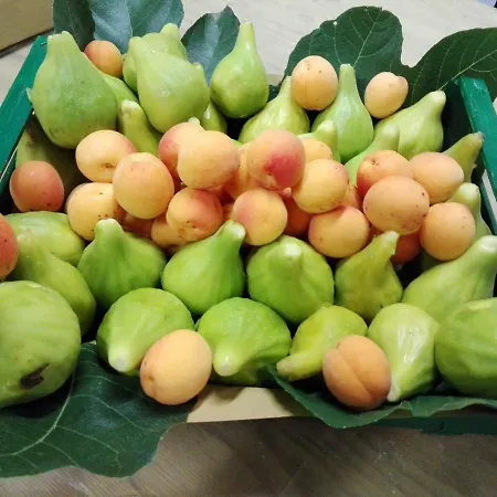 Fattoria Di Rigone *