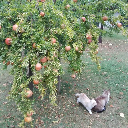 Fattoria Di Rigone *