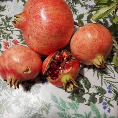 Agroturismo Fattoria Di Rigone Coltavolino