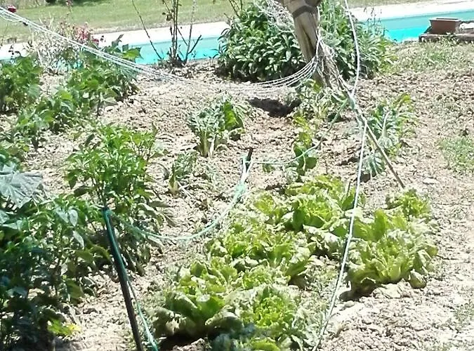 Fattoria Di Rigone * Coltavolino