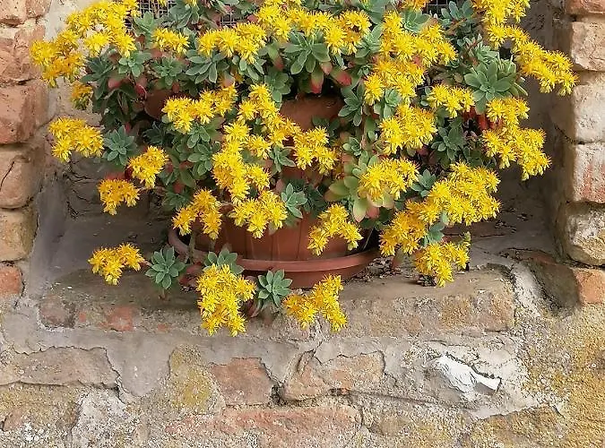 Alojamento de Turismo Rural Fattoria Di Rigone *