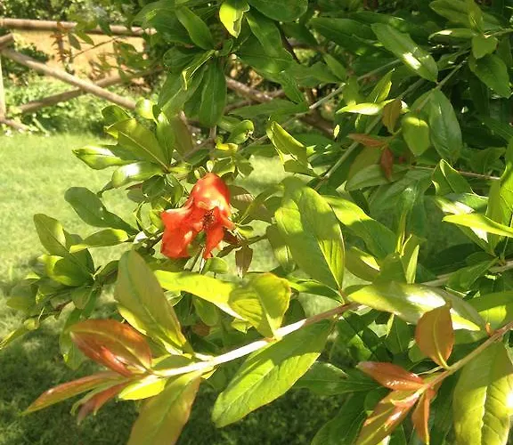 Alojamento de Turismo Rural Fattoria Di Rigone