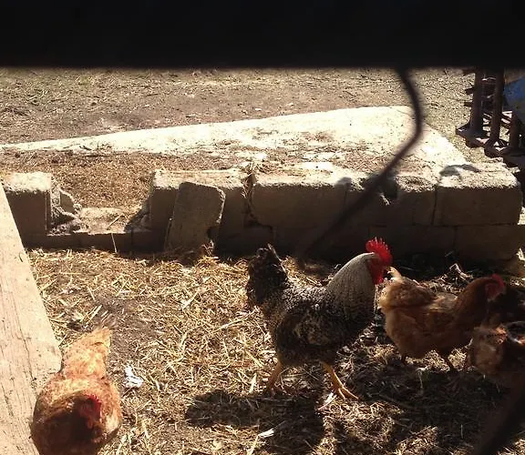 Alojamento de Turismo Rural Fattoria Di Rigone Coltavolino