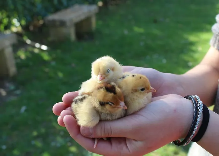 Fattoria Di Rigone * Coltavolino