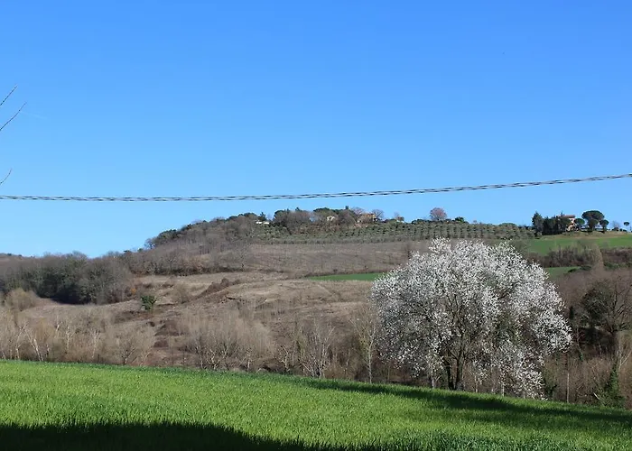Fattoria Di Rigone Coltavolino