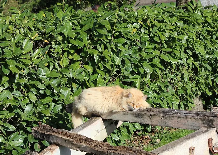 Fattoria Di Rigone Alojamento de Turismo Rural