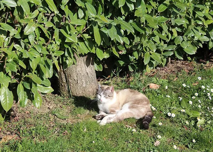 Fattoria Di Rigone Alojamento de Turismo Rural Coltavolino