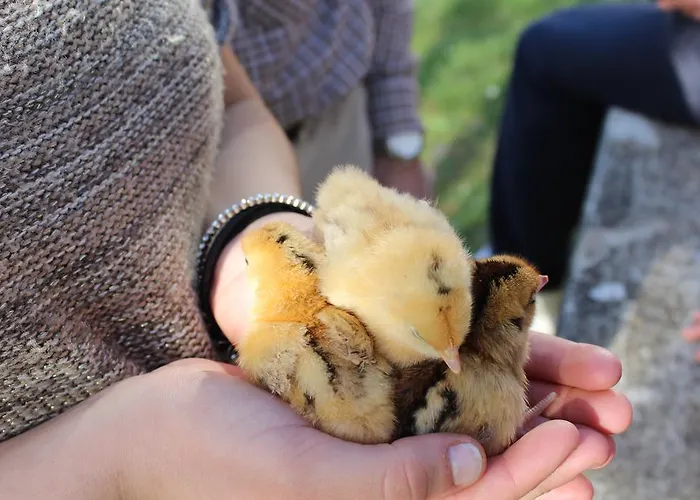 Alojamento de Turismo Rural Fattoria Di Rigone *