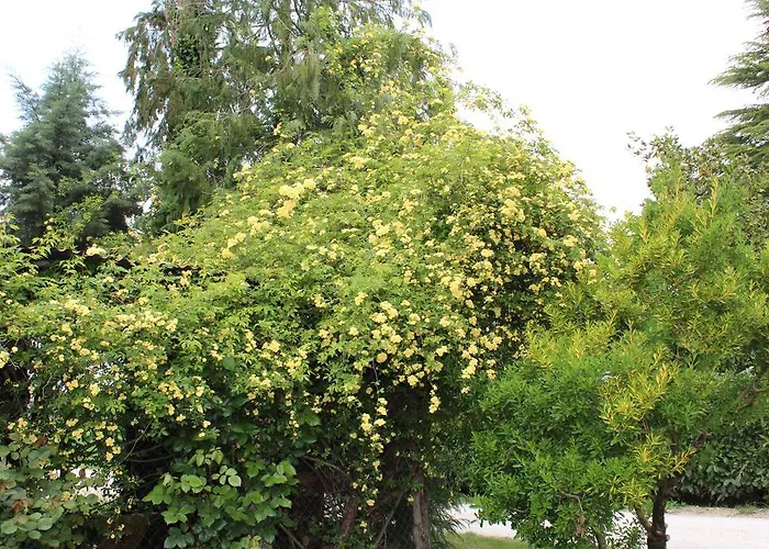 Fattoria Di Rigone Alojamento de Turismo Rural *