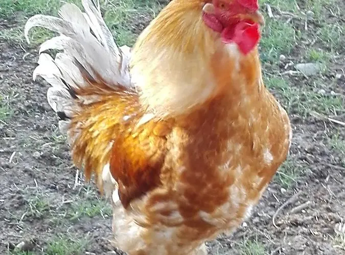 Fattoria Di Rigone Coltavolino