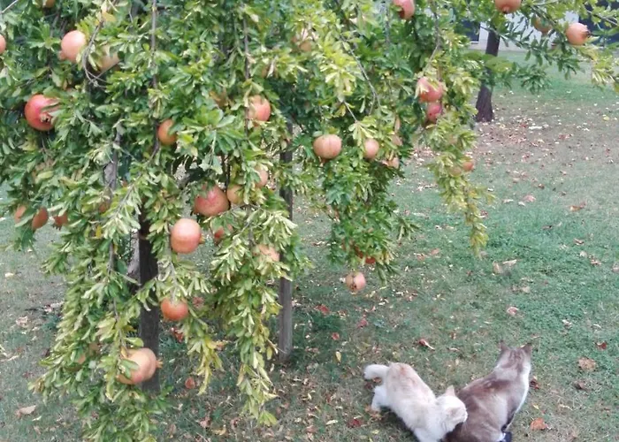 Fattoria Di Rigone *
